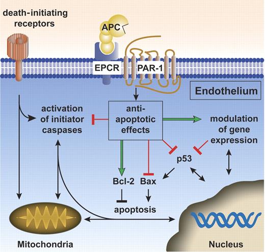 Figure 3. The cytoprotective protein C pathway for APC antiapoptotic activity. APC antiapoptotic activity requires the APC receptors EPCR and PAR-1. APC antiapoptotic activity is at least partially dependent on modulation of gene expression (green arrow). APC down-regulates proapoptotic p53 and Bax protein (red blocks) and maintains protective antiapoptotic Bcl-2 protein levels (green arrow), thereby beneficially affecting the Bax/Bcl-2 ratio. APC inhibits activation (red block) of both initiator caspases (eg, tPA-induced caspase-8 activation60) as well as activation of effector caspases (eg, staurosporine or hypoxia/hypoglycemia-induced caspase-3 activation16,18). Further work is needed to clarify exactly how APC exerts antiapoptotic activity and what the relative contributions of APC's effects on gene expression, of APC-specific signaling, and of APC-specific proteolysis involving particular receptors or effectors might be for APC's antiapoptotic actions. Green arrows indicate stimulation by APC, red blocks indicate inhibition by APC, and black arrows/blocks denote stimulation/inhibition of (downstream) reactions.