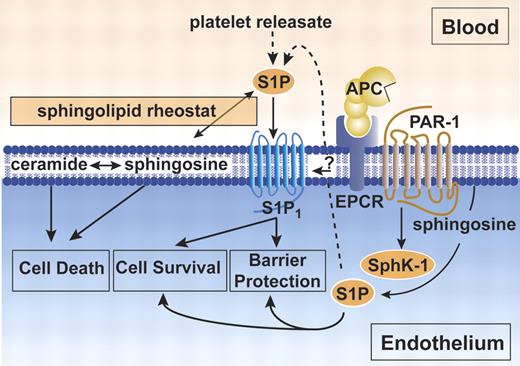 Figure 4. The cytoprotective protein C pathway for APC-mediated endothelial barrier protection. Protection of endothelial barrier function by APC requires EPCR and PAR-1.43,46 Activation of PAR-1 by APC stimulates sphingosine kinase-1 (SphK-1) to form sphingosine-1-phosphate (S1P) from sphingosine.43 S1P either released from activated platelets or formed intracellularly by SphK-1 activates the sphingosine-1-phosphate receptor 1 (S1P1) to promote increased endothelial barrier protection. A direct interaction of EPCR with S1P1 was postulated, but a mechanistic contribution to barrier protective effects remains unclear (indicated by question mark).46 In addition to barrier protective effects, S1P also promotes cell survival. In contrast, ceramide and sphingosine contribute to signals inducing cell death. The dynamic equilibrium between the formation and degradation of ceramide, sphingosine, and S1P is a sphingolipid rheostat for the cell, and the setting of this rheostat balances death-initiating and death-preventing signaling. It is currently unclear whether the S1P cell survival signals contribute to APC antiapoptotic activity or other cytoprotective activities.