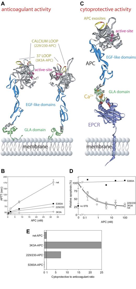 Figure 5. APC cytoprotective activities mediated by the cytoprotective protein C pathway are independent of APC anticoagulant activity. APC anticoagulant activity requires binding of the APC Gla-domain (green) (A) to negatively charged phospholipids on cell and/or platelet membranes or microparticles, whereas APC cytoprotective activity requires binding of the APC Gla-domain (green) to EPCR109 (purple) (C). EPCR residues important for protein C/APC binding, as determined by alanine mutagenesis, are indicated in red (C).110 Interactions of APC with its macromolecular substrates (factor Va, factor VIIIa, and PAR-1) are dictated by exosite interactions of APC protease domain surface loops (A,C). Important exosite loops in APC for interactions with factor Va are the autolysis loop, the 37-loop (yellow), and the calcium-binding loop (yellow). In particular, residues Lys191, Lys192, and Lys193 (red; A,C) in the 37-loop and residues Arg229 and Arg230 (red; A,C) in the calcium-binding loop contribute significantly to interactions with factor Va, and mutation of these residues to Ala severely compromises APC anticoagulant activity (B). Exosite specificity is illustrated by the fact that both the 37-loop residues (red/yellow) and the calcium-binding loop residues (red/yellow) (A,C) are required for normal cleavage of factor Va at Arg506 and thus for normal anticoagulant activity (B), while they are not involved in proteolytic activation of PAR-1 that generates antiapoptotic, cytoprotective activity (D). Based on the exosite specificity, a molecular engineering approach of APC surface loops was used to design APC variants with reduced risk of bleeding due to reduced anticoagulant activity but with full cytoprotective activity.29 Two such APC variants, 3K3A-APC and 229/230-APC, displayed increased ratios of cytoprotective (antiapoptotic) to anticoagulant activities (7- to 25-fold) compared with the reference ratio of 1.0 for recombinant wild-type APC (rwt-APC) (E). The ratio for a catalytically inactive mutant, S360A-APC (active site residue Ser360 mutated to Ala), is 0.0 (E). Data (B,D,E) were from Mosnier et al.29 Deep View Swiss PDB viewer (http://www.expasy.org/spdbv/) was used for the structural alignment. (A) The model of full-length APC111 is based on the serine protease domain structure of APC (Protein Data Bank entry 1AUT112). (C) The Gla-domain of the model of full-length APC was aligned with the protein C Gla-domain peptide crystallized in complex with soluble EPCR (1LQV).111,113 The model of full-length EPCR (kindly provided by Dr B. Dahlbäck, http://www.klkemi.mas.lu.se/dahlback/index.php) was aligned with the crystal structure of soluble EPCR to obtain a model representation of APC bound to EPCR on the endothelial cell membrane. (B, D) Error bars indicate SEM.