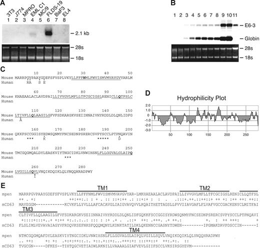 Figure 1. Expression and sequence of Penumbra (E6-3). (A) Expression of E6-3 in a panel of cell lines used in the initial screening: NIH3T3 (fibroblasts), J774 (macrophages), MPRO (promyelocytes), EML C.1 (multipotent), MC/9 (mast cells), FLDS-19 MEL (erythroblasts/proerythroblasts), BaF3 (B-cell–like), EL4 (T-cell–like). Expression in uninduced EML C.1 is due to spontaneously generated proerythroblasts and erythroblasts. The ethidium bromide–stained gel is shown on the bottom. (B) Expression of E6-3 during erythroid differentiation. Lanes 1 to 8: EML C.1 stimulated with SCF+EPO for 0 to 7 days; lanes 9 and 10: EML C.1 stimulated with SCF+EPO for 7 days and then EPO alone for 1 and 2 days, respectively; lane 11: uninduced FLDS-19 MEL. The blot was sequentially hybridized with the E6-3 and mouse βmajor-globin probes. (C) Amino acid sequences of mpen and hpen. Only differing aa's are shown for hpen. The 4 hydrophobic segments are underlined. Polar amino acids within the transmembrane segments are in bold. Asterisks denote conserved cysteine-containing motifs. (D) A hydrophilicity plot of mpen. (E) Amino acid sequence alignment between mpen and mCD63 by CLUSTAL W. “+” indicates identical aa; “:” indicates conserved substitution; “.” indicates semiconserved substitution.