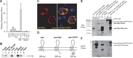 Figure 2. Tissue expression, subcellular localization, and dimer formation of Pen. (A) Relative expression of Pen in various murine hematopoietic tissues and lineages. BM and spleen cell subsets were purified by FACS. Quantitative real-time RT-PCR was performed in triplicate and normalized using β-actin as the internal control. The level of Pen expression in FLDS-19 is taken as 1.0. Means ± SD. (B) A multitissue (murine) Northern blot of Pen expression. Each lane contained 1 μg poly(A)-positive RNA. (C) Subcellular localization of pen. BaF3 was transfected with pcDNA3.1/pen-Myc. pen-Myc fusion protein was detected using rhodamine-conjugated anti-Myc MAb (left). (Right) Double staining with DAPI to reveal nuclei. Bar = 20 μM. (D) A schematic representation of pen, pen-Myc, and pen-EGFP fusion proteins. (E) Pen forms disulfide-bonded homodimers. NIH3T3 cells were transfected with expression vectors pcDNA3.1/pen-Myc (labeled as pen-Myc), pEGFP N1/pen (labeled as pen-EGFP), and pcDNA3.1 (negative control) alone or in combination. Cell lysates were prepared 24 hours after transfection and immunoprecipitated with anti-Myc antibodies. The immunoprecipitates were electrophoresed after reduction with β-mercaptoethanol (β-ME) (lanes 1 to 4) or without reduction (lanes 6 and 7), transferred to a PVDF membrane, and probed with anti-Myc antibodies. Under nonreducing conditions, about half of pen-Myc proteins existed as dimers (lane 7, **) and about half as monomers (lane 7, *). Some pen-Myc/pen-EGFP dimers can also be detected (lane 7, *⋄). After reduction, all pen-Myc proteins became monomers (lane 4). The 2 faint bands at about 50 and about 25 kDa positions in lanes 3 and 4 are reduced heavy and light chains of immunoglobulins, respectively. (F) The blot in panel E was stripped and reprobed with anti-EGFP antibodies to reveal pen-EGFP monomers (lanes 2, 4, and 7; ⋄) and pen-Myc/pen-EGFP dimers (lane 7, *⋄). The pen-EGFP monomer in lane 7 represented protein that was noncovalently associated with pen-Myc and therefore coimmunoprecipitated during anti-Myc immunoprecipitation. The lower, 29 kDa band in lane 4 is the unstripped pen-Myc monomer signal.