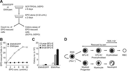 Figure 6. The survival or development of Pen−/− erythroid progenitors is rescued by pen. (A) An outline of the experimental design. (B) Effect of pen on the survival of EPO-responsive cells at different concentrations of EPO. A total of 5 × 105 EMX/EGFP or EMX/pen cells were stimulated with SCF+TPO+IL3 plus EPO (4 U/mL) for 8 days. Cell numbers after 8 days were 1.27 × 107 for EMX/GFP and 1.81 × 107 for EMX/pen. A total of 3 × 105 EMX/GFP or EMX/Pen cells that had been stimulated with SCF+TPO+IL-3 plus EPO for 8 days were washed with PBS and restimulated with EPO alone (0 to 32 U/mL) for 2 days. Most surviving cells were erythroblasts. Some were undifferentiated blasts. Cells rescued with EPO alone were counted. Data represent the means of triplicates. For reference, 6.1% of EMX/Pen cells were rescued by EPO at 4 U/mL. (C) Effect of Pen on the numbers of BFU-Es rescued by EPO. A total of 3 × 105 EMX/EGFP or EMX/Pen calls that had been stimulated with SCF+TPO+IL3 plus EPO (4 U/mL) for 8 days were washed with PBS and restimulated with EPO alone (4 U/mL) for 2 days and then plated in methylcellulose culture medium supplemented with SCF, IL-3, and EPO (4 U/mL). Each 35 mm dish contained the equivalent of 2 × 104 starting cells (or 1224 EPO-rescued cells in the case of EMX/pen). The graph shows the numbers of erythroid progenitors per 3 × 105 starting cells. Data represent means ± SD; n = 3. For reference, the frequencies of large, medium, and small BFU-Es among EPO-rescued cells were 1.0%, 5.0%, and 7.7%, respectively. (D) A schematic summary of the differentiation of Pen−/− EMX C.1. The TER119 MAb recognizes erythroblasts,37 which exhibit the highest level of Pen expression in BM. The survival or development of EMX-derived BFU-Es, CFU-Es/proerythroblasts, and erythroblasts is rescued by pen in the presence of EPO.