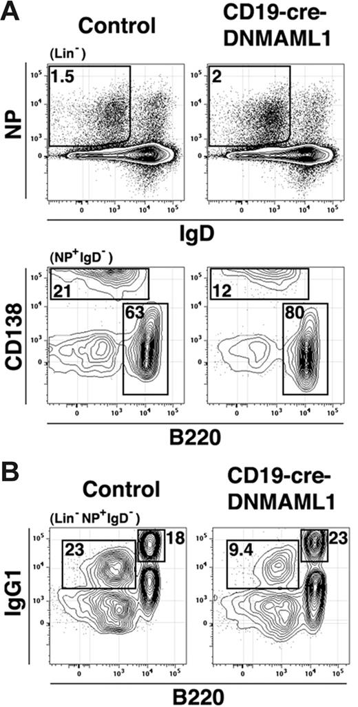 Figure 7. CSL enhances the production IgG1+ plasma cells. (A) CD19-Cre-DNMAML1 mice or littermate controls were immunized with NP-CGG and splenocytes analyzed 7 days later. Numbers are the percentage of cells in the gate indicated in parentheses above the plot. Lin− indicates CD3− and Gr-1−. Gates were drawn using B6 mice immunized with alum alone or alum+NP-CGG (Figure S3) (B). Numbers represent the percentage of cells in the gate indicated in parentheses above the plot but from a sample stained separately from that presented in panel A.