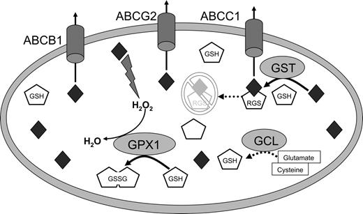 Figure 1. Role of the glutathione pathway and ABC-transporter family in drug elimination and defense from ROS-mediated oxidative stress. Shaded diamonds represent intracellular drug and drug metabolites. Glutathione (GSH) is represented by clear pentagons. The rate-limiting step in its de novo biosynthesis is the enzyme glutamate-cysteine ligase (GCL). The balance of drug/drug metabolites and intracellular GSH is a significant determinant of drug levels and ROS stress. Glutathione peroxidase 1 (GPx1) reduces hydrogen peroxide generated after exposure to certain drugs, by oxidizing GSH to its disulfide form GSSG. Glutathione S-transferases (GST) conjugate GSH to drugs and drug metabolites, thus facilitating drug-conjugate elimination and efflux. GSTs also function as peroxidases to a lesser extent than GPx1 (not shown for simplicity). The ABC transporters ABCB1 (MDR1), ABCC1 (MRP1), and ABCC2 (MRP2) among others are involved in ATP-dependent efflux of drugs or drug-GS conjugates.