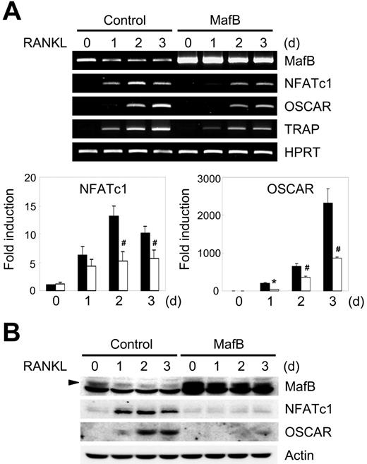 Figure 3. Overexpression of MafB in BMMs attenuates expression of NFATc1 and OSCAR. BMMs were transduced with pMX-IRES-EGFP (control) or MafB retrovirus and cultured with M-CSF and RANKL for the indicated times. (A) Total RNA was collected from each time point. RT-PCR (top panel) and real-time PCR analysis (bottom panel) were performed to detect the indicated genes in control (▪) or MafB-overexpressed (□) samples (#P < .05 versus control vector; *P < .005 versus control vector). (B) Cells were harvested at each time point and lysates were analyzed by Western blot analysis using antibodies specific for MafB, NFATc1, OSCAR, and actin. Arrow indicates the band representing MafB.