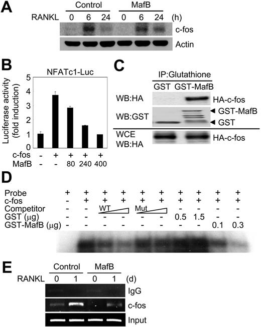 Figure 4. MafB interacts with c-Fos and inhibits transactivation of NFATc1. (A) BMMs were transduced with pMX-IRES-EGFP (control) or MafB retrovirus and cultured with M-CSF and RANKL for the indicated times. Cells were harvested from each time point and lysates were analyzed for c-Fos and actin by Western blot analysis. (B) 293T cells were cotransfected with NFATc1 6.2-kb promoter luciferase reporter and c-Fos (80 ng) together with the indicated amounts of MafB. Each well was also cotransfected with 20 ng of a β-galactosidase expression vector to control for transfection efficiency. Luciferase activity was normalized to β-galactosidase activity as expressed by the cotransfected plasmid. Data represent the mean and the SE of triplicate samples. Results are representative of at least 3 independent sets of similar experiments. (C) 293T cells were transfected with HA-tagged c-Fos plasmid. After 36 hours of transfection, cell lysates were incubated with glutathione S-transferase (GST) or GST-MafB fusion proteins (2 μg of each) immobilized on glutathione-Sepharose beads. The beads were washed and the bound proteins were resolved by SDS-PAGE and detected by Western blotting (WB) using anti-HA (top panel) and anti-GST (middle panel) antibodies. Whole-cell extracts (WCEs) were also subjected directly to Western blot analysis with the anti-HA antibody to show that equal amounts of c-Fos were expressed (bottom panel). (D) EMSA analysis was performed with 32P-labeled probes spanning AP1-binding sites in the mouse NFATc1 promoter and c-Fos prepared using TNT rabbit reticulocyte lysate. Specific binding was determined by cold competition using unlabeled wild-type and mutant probes at 1.5-fold and 5-fold molar excess concentrations (lanes 3-6). C-fos lysate and probe were incubated with the indicated amounts of GST or GST-MafB proteins (lanes-7-10). (E) ChIP assay of c-Fos binding to NFATc1 promoter region. BMMs were treated with or without RANKL for 1 day before cross-linking. Samples were immunoprecipitated with control IgG or anti–c-Fos antibody and subjected to PCR amplification with specific primers for AP1-binding sites in the NFATc1 promoter region.