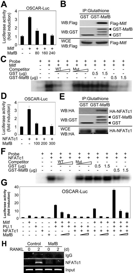 Figure 5. MafB associates with Mitf and NFATc1 and inhibits their transactivation. (A,D) 293T cells were cotransfected with OSCAR 1.7-kb promoter luciferase reporter and 80 ng of Mitf (A) or 100 ng of NFATc1 (D) together with the indicated amounts of MafB. The data were normalized and presented as described in Figure 4. Results are representative of at least 3 independent sets of similar experiments. (B,E) 293T cells were transfected with Flag-tagged Mitf (B) or HA-tagged NFATc1 (E) plasmid. Western blot analysis using anti-Flag (B) or anti-HA (E) antibodies was performed as described in Figure 4. (C,F) EMSA analysis was performed with 32P-labeled probes spanning E-box (C) or NFATc1-binding sites (F) in the mouse promoter regions for OSCAR and Mitf (C) or NFATc1 (F) prepared using TNT rabbit reticulocyte lysate as described in Figure 4. Specific binding was determined by cold competition using unlabeled wild-type and mutant probes at 5-fold and 50-fold molar excess concentrations (C,F lanes 3-6). (G) 293T cells were cotransfected with an OSCAR reporter plasmid together with the indicated plasmids expressing Mitf, PU.1, NFATc1, or MafB (150-300 ng). The data were normalized and presented as described in Figure 4. Results are representative of at least 3 independent sets of similar experiments. (H) ChIP assay of NFATc1 binding to the OSCAR promoter region. BMMs were treated with or without RANKL for 2 days before cross-linking. Samples were immunoprecipitated with control IgG or anti-NFATc1 antibodies and subjected to PCR amplification with primers specific for the NFATc1 binding sites of the OSCAR promoter region. Data represent mean ± SD of triplicate experiments.
