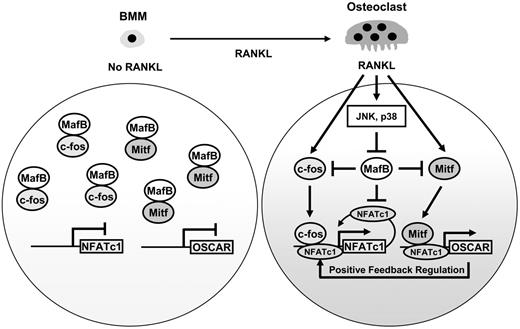 Figure 7. A schematic model of role of MafB in osteoclastogenesis. MafB, which is abundantly expressed in BMMs, associates with c-Fos and Mitf, thereby suppressing NFATc1 and OSCAR expression. RANKL stimulation down-regulates MafB expression via JNK and p38 MAPK and also up-regulates c-Fos expression; therefore, NFATc1 expression is induced by c-Fos and NFATc1 autoamplification. Lower levels of MafB enable Mitf and NFATc1 to bind to the OSCAR promoter region, subsequently leading to the up-regulation of OSCAR during osteoclastogenesis. A positive feedback loop between NFATc1 and OSCAR appears to be important for efficient differentiation of osteoclasts.