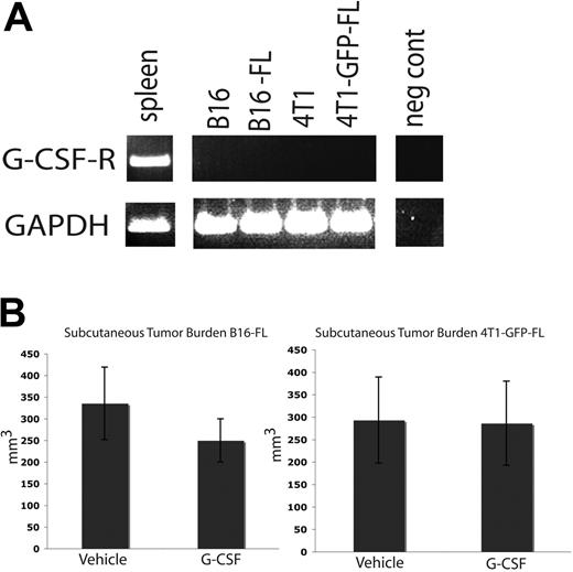 Figure 6. G-CSF administration does not affect subcutaneous tumor growth. (A) RT-PCR was performed on mRNA harvested from murine tumor cell lines. None of the tumor cell lines express the G-CSF receptor. Spleen cDNA was used as a positive control. (B) Mice were administered 200 μg/kg G-CSF (n = 5 for each cell line) or drug vehicle (n = 5 for each cell line) daily for 8 days. On the fifth day of administration, 5 × 105 B16-FL or 4T1-GFP-FL tumor cells were injected subcutaneously. No significant difference in tumor volume was observed between G-CSF– and vehicle-administered mice 12 days post tumor injection (P = .33, B16-FL; P = .96, 4T1-GFP-FL). All error bars represent standard error of the mean.