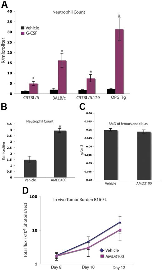Figure 7. Increased tumor growth occurs independently of neutrophil mobilization. (A) C57BL/6, BALB/c, OPGTg, and OPGTg wild-type littermate mice (C57BL/6.129) were administered 200 μg/kg G-CSF (n = 3 each genotype) or vehicle (n = 3 each genotype) daily for 8 days. After treatment (24 hours), blood was collected and a CBC was performed to confirm G-CSF–induced mobilization of neutrophils. All genotypes mobilized neutrophils upon G-CSF administration compared with vehicle (P = .01, C57BL/6; P = .04, BALB/c; P = .02, C57BL/6.129; P = .006, OPGTg). (B) C57BL/6 mice were administered 5 mg/kg AMD3100 (n = 3) or vehicle (n = 3) for 3 days. After the final dose (3 hours), blood was collected and a CBC was performed to confirm AMD3100-induced neutrophil mobilization. AMD3100-administered mice mobilized neutrophils compared with vehicle (P < .005). (C) DEXA was used to measure BMD on formalin-fixed bones of C57BL/6 mice administered AMD3100 or drug vehicle. No difference in BMD was seen in bones from mice administered AMD3100 (n = 10) compared with vehicle-administered (n = 10) animals (P = .42). (D) C57BL/6 mice were administered 5 mg/kg AMD3100 or vehicle subcutaneously for 3 days. After the first dose (3 hours), 104 B16-FL tumor cells were injected into the right tibia. Tumor burden was assessed by bioluminescence imaging at days 8, 10, and 12 after tumor cell injection. No increase in tumor burden was seen in the AMD3100-administered (n = 4) mice compared with the vehicle-administered (n = 5) animals (P = .74). All error bars represent standard error of the mean. Asterisks denote statistical significance.