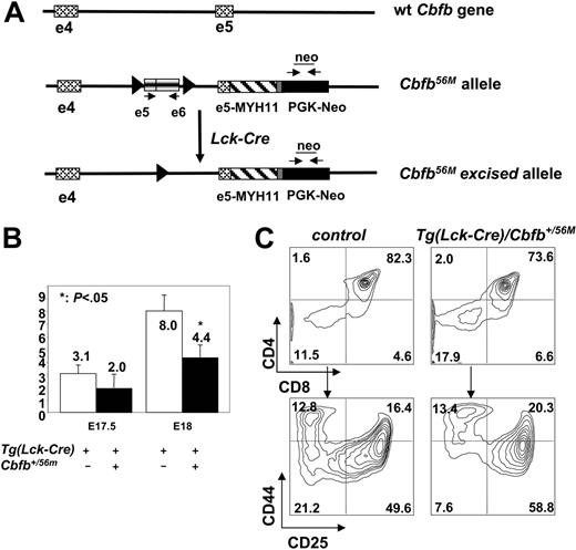 Figure 1. Lck-Cre–mediated conditional Cbfb-MYH11 expression in adult thymus. (A) The Cbfb56M allele contains an insertion in intron 4 that includes exons 5 and 6 of Cbfb flanked by 2 lox sites. It also contains the knocked-in MYH11 cDNA in exon 5. Cre-mediated excision of the exons 5/6 cassette led to the restoration of the knock-in Cbfb-MYH11 fusion (Cbfb56M excised allele). PCR primers used for quantitative PCR to determine the efficiency of Cre-mediated deletion were: e5 and e6 primers for the Cbfb56M allele; neo primers for both the Cbfb56M and the Cbfb56M excised alleles. (B) Total thymocyte numbers from Tg(Lck-Cre) and Tg(Lck-Cre)Cbfb+/56M embryos at E17.5 (n = 4 for each genotype) and E18 (n = 3 for Tg(Lck-Cre) and n = 6 for Tg(Lck-Cre)Cbfb+/56M). (C) Representative contour plots of cell surface marker expression of thymocytes from Tg(Lck-Cre)/Cbfb+/56M and littermate control Tg(Lck-Cre) embryos at E18.0. The cells were stained with CD4, CD8, CD44, and CD25. The top panel shows CD4 and CD8 distribution, and the bottom panel shows CD44 and CD25 staining of DN cells.