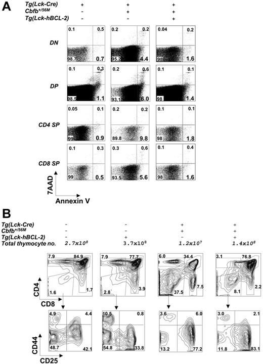 Figure 4. Increased apoptosis of thymocytes in the Tg(Lck-Cre)/Cbfb+/56M mice. (A) Dot plots of annexin V and 7AAD staining in DN, DP, and CD4 and CD8 SP cells of the Tg(Lck-Cre), Tg(Lck-Cre)/Cbfb+/56M, and Tg(Lck-Cre)/Cbfb+/56M/Tg(Lck-hBcl-2) mice (all littermates). (B) Contour plots of cell surface marker expression on the thymocytes of mice with the genotypes as shown. The total thymocyte numbers for each genotype are also given.