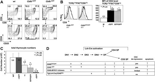 Figure 7. T-cell development alterations in Cbfb−/GFP and CbfbGFP/GFP embryos. (A) Representative contour plots of cell surface marker expression of thymocytes from Cbfb+/+, Cbfb+/GFP, and Cbfb−/GFP embryos at E17.5. The cells were stained with CD4, CD8, CD44, and CD25. The top panels show CD4 and CD8 distribution, and the bottom panels show CD44 and CD25 staining of DN cells. (B) CD4 expression in immature thymocytes from E17.5 embryos. The left panel shows the histogram overlay of CD4 expression in TCRβloFSChiCD8−/lo thymocytes of wild-type (filled gray line), Cbfb−/GFP, and Cbfb GFP/GFP mice (black line). The right panel shows the MFI of CD4 expression in TCRβloFSChiCD8−/lo cells from wild-type (n = 7), Cbfb−/GFP (n = 6), and CbfbGFP/GFP (n = 8). (C) Total thymocyte numbers from embryos at E17.5. The panel shows the means and SDs of wild-type (WT, n = 4), Cbfb+/GFP (+/GFP, n = 8), Cbfb+/−(+/−, n = 3), CbfbGFP/GFP (GFP/GFP, n = 6), and Cbfb−/GFP (−/GFP, n = 6) embryos. (D) Summary of T-cell phenotypes of CbfbGFP/GFP, Cbfb−/GFP, Cbfb-MYH11 chimera, and Tg(Lck-Cre)/Cbfb+/56M mice. The top panel shows the mouse thymocyte developmental diagram. The crosses in the lower panel indicate block of differentiation at the corresponding stages. The arrows in the lower panel indicate increase or decrease in percentage of the population, or apoptosis; − indicates no change.