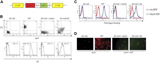 Figure 1. Retroviral β3 expression restores bidirectional signaling in β3-deficient platelets. (A) Schematic representation of the retroviral vector used to express both integrin β3 and GFP in β3-deficient hematopoietic cells. LTR indicates long terminal repeat; itgβ3, coding region of the mouse β3 cDNA; IRES, internal ribosomal entry site; GFP, green fluorescent protein; pA, SV40 polyadenylation signal. (B) Retroviral expression of β3 integrins. β3-deficient fetal liver cells exposed to the retroviral vector shown in panel A or a control vector expressing only GFP were used to reconstitute lethally irradiated mice. Shown is the expression of β3 integrins in β3-deficient (β3 null) platelets, wild-type (WT) platelets, platelets from β3-deficient cells exposed to vector expressing GFP only (β3 null + vector), and platelets from β3-deficient cells exposed to vector expressing wild-type β3 and GFP (β3 null + β3). Dot plots show GFP vsersus β3 expression in individual platelets. The histograms show β3 expression in wild-type and β3 null platelets and in GFP-positive platelets from reconstituted animals. MFI indicates mean fluorescent intensity. (C) Retroviral expression of β3 integrins restores inside-out signaling in β3-deficient platelets. Fibrinogen binding was measured in the platelets described in panel B with (blue lines) and without (red lines) ADP stimulation and binding by soluble Alexa-Fluor 647–conjugated fibrinogen was measured. (D) Retroviral expression of β3 integrins restores outside-in signaling in β3-deficient platelets. The platelets described in panel B were exposed to immobilized fibrinogen and platelet spreading observed at 45 minutes. Platelets were visualized using Alexa-Fluor 594–conjugated phalloidin to detect cellular actin and GFP to detect platelets with retroviral expression of β3 integrins.