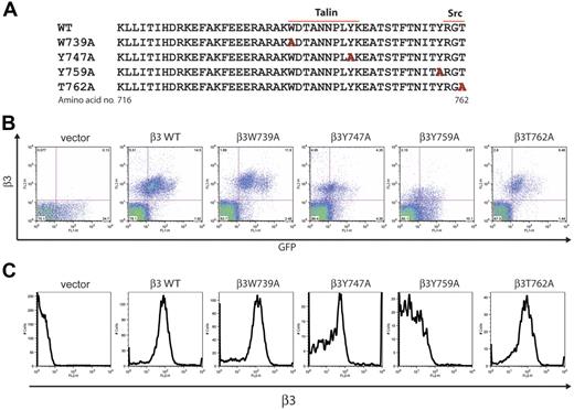 Figure 2. Expression of β3 integrins with mutant cytoplasmic tails in β3-deficient mouse platelets. (A) The amino acid sequence of the cytoplasmic tail of the mouse β3 integrin subunit and the sites of alanine substitution for mutant subunits (red letters) are shown. The predicted sites of talin and src-family kinase binding are indicated by lines. (B) Retroviral expression of GFP and mutant β3 integrins in the platelets of reconstituted animals. Surface β3 integrin expression and GFP expression were measured in live platelets using flow cytometry. Platelets were harvested from animals reconstituted with β3-deficient fetal liver exposed to retroviral vectors encoding GFP only (vector), wild-type β3 (β3WT), and the β3 mutants indicated. The dot blots shown are representative of 7 animals of each type studied. Note the generally close correlation between GFP and β3 levels. (C) Expression of mutant β3 integrins on the platelet surface. Shown are histograms of surface β3 integrins in GFP-positive platelets from animals reconstituted with β3-deficient hematopoietic cells expressing the indicated mutant β3 subunits.