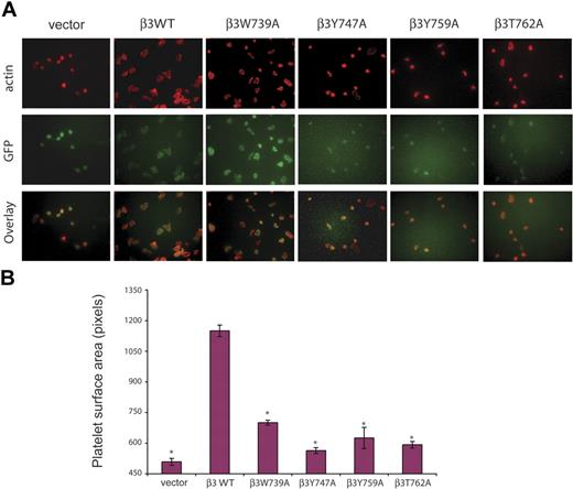 Figure 4. Outside-in αIIbβ3 signals require C-terminal β3 motifs. (A) Platelet spreading on immobilized fibrinogen mediated by wild-type and mutant β3 integrins. Outside-in signaling was measured using platelet spreading after 45 minutes of incubation on a fibrinogen-coated surface. Adherent platelets were visualized using actin staining with Alexa-Fluor 594 phalloidin (top) and green fluorescence to detect β3-expressing platelets (middle). The overlay of actin and GFP staining is shown on the bottom row. (B) Relative outside-in signaling by platelets expressing wild-type and mutant β3 integrins. The area occupied by adherent platelets was measured using the Image J program. P values are shown for comparison of values obtained in platelets expressing wild-type and each mutant β3 integrin type. Asterisk indicates P < .01; n = 100 to 1000 individual platelets from 7 animals analyzed for each type of platelet; error bars indicate mean ± standard deviation.