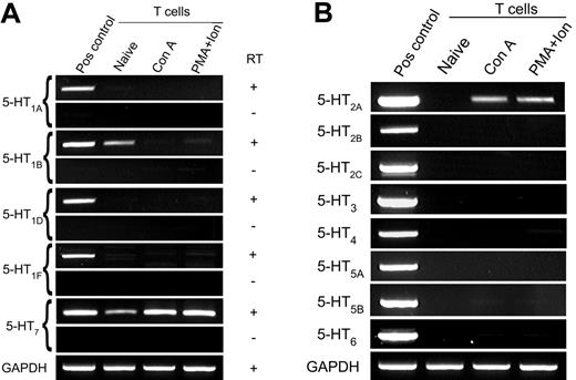 Figure 1. Expression of 5-HTR by naive and activated T cells. T cells were negatively purified and activated with Con A or PMA plus ionomycin, and gene expression for 5-HTR subtype was examined by RT-PCR. (A) Primers for the type 1 and type 7 5-HTR families amplify a region with 1 exon; thus, both cDNA and RT-negative (RNA) samples are shown. (B) Gene expression of the 5-HT2-6 receptor subfamilies. Comparable quantities of cDNA were ensured by amplification of GAPDH. Data are representative of 3 independent experiments.