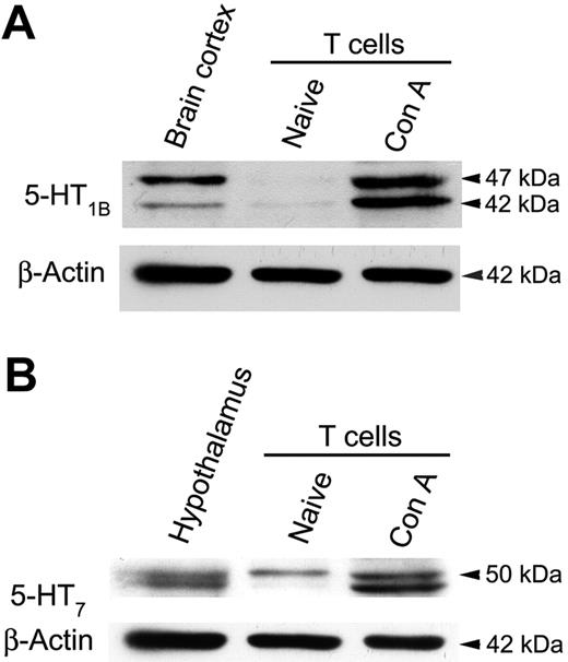 Figure 2. Naive T cells primarily express 5-HT7 receptors. Representative immunoblots showing relative expression of (A) 5-HT1B and (B) 5-HT7 receptors by T cells. Blots were stripped and reprobed for β-actin to ensure comparable quantities of protein were analyzed (lower blots). Data are 1 of 2 similar experiments.