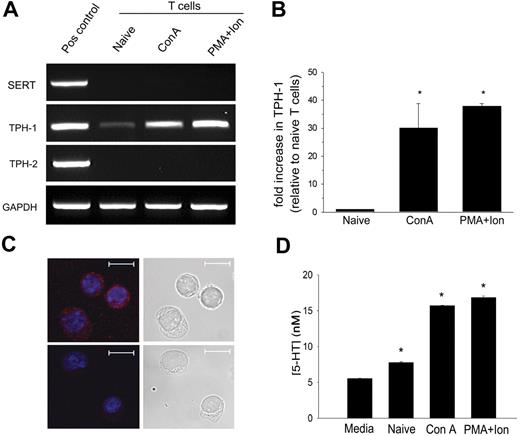 Figure 3. Activated T cells are capable of 5-HT synthesis. (A) Expression of gene transcripts for SERT, TPH-1, and TPH-2 was determined by RT-PCR from naive T cells and from T cells activated with Con A or PMA plus ionomycin. (B) The relative expression of TPH-1 was quantified by q-PCR. Data are means ± 1 SD (n = 2, P < .001). (C) 5-HT was visualized by confocal microscopy in T cells activated with PMA plus ionomycin by labeling with 5-HT antisera (Alexa Fluor 546; red) (upper left). 5-HT antisera was preabsorbed with 5-HT as the negative control (lower left). Nuclei were counterstained with TO-PRO-3 (blue). Scale bar represents 10 μm. Data are representative of 3 independent experiments. (D) 5-HT concentrations in T-cell culture supernatants were determined by EIA. Data are mean from triplicate assays ± 1 SD (n = 2, *P < .001).