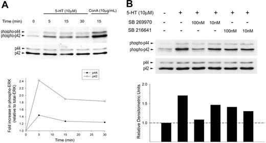 Figure 4. 5-HT induces rapid phosphorylation of ERK1/2 that is inhibited by a 5-HT7 receptor–selective antagonist. Freshly isolated naive T cells were incubated with exogenous 5-HT (10 μM) at 37°C. Samples were lysed, immunoblotted, and probed for (A) phospho-ERK1/2 (top). Blots were stripped and reprobed for total ERK1/2 to confirm equal loading in each lane (bottom). Densitometric analysis was performed showing a maximal increase in phospho-ERK1/2 at 5 minutes following stimulation with exogenous 5-HT (relative to total ERK). (B) Freshly isolated naive T cells were incubated with SB 269970 (5-HT7 receptor antagonist) or SB 216641 (5-HT1B receptor antagonist) for 1 hour, 37°C. Samples were then pulsed with 5-HT (10 μM) for 5 minutes at 37°C) and analyzed for phospho-ERK1/2 (top) and total ERK1/2 (bottom). Densitometric analysis was performed, showing phospho-ERK p42 (relative to total ERK).