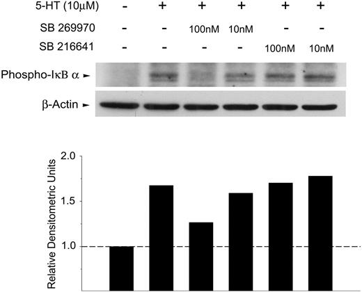 Figure 5. Exogenous serotonin induces rapid phosphorylation of IκBα that is inhibited by a 5-HT7 receptor–selective antagonist. Freshly isolated naive T cells were incubated with SB 269970 (5-HT7 receptor antagonist) or SB 216641 (5-HT1B receptor antagonist) for 1 hour, 37°C. Samples were then pulsed with exogenous 5-HT (10μM) for 5 minutes at 37°C and analyzed for phospho-IκBα (top). Blots were stripped and reprobed for β-actin to confirm equal loading in each lane (bottom). Densitometric analysis was performed showing phospho-IκBα (relative to β-actin).