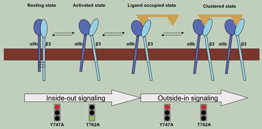 Distinction between inside-out and outside-in signaling across integrin αIIbβ3.