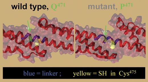 Molecular model showing destabilization of the linker (blue) between repeats 4 and 5 as a result of the Q471P substitution. The mutated site and nearby Cys475 are shown in green and yellow, respectively. Disruption in the helix in the linker increases exposure of the Cys475. See the complete figure in the article beginning on page 3538.