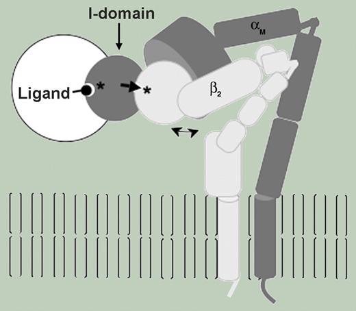 The bent conformation of the leukocyte integrin αMβ2 can bind ligands. See the complete figure in the article beginning on page 3513.