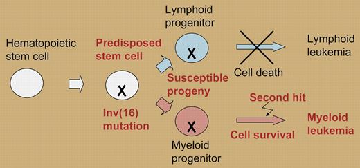 The CBFB-MYH11 butterfly effect. The Inv(16) mutation causes a latent lesion that decreases cell survival in lymphoid cells (blue) but not in myeloid cells (red).