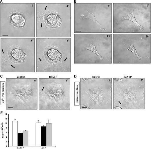 Figure 1. Extracellular BzATP triggers microvesicle shedding, dendrite retraction, and cell shrinkage in human DCs. Immature monocyte-derived DCs seeded on a glass coverslip at a concentration of 105/mL were treated with BzATP at 37°C in standard saline solution (A-B); Ca2+-free, 500-μM EGTA–supplemented saline solution (C); or sucrose solution (D-E) and stimulated with either 30 (A) or 200 μM BzATP (B-D). Images were acquired at 5-second intervals with the Nikon Eclipse T-300 microscopy setup described in “Materials and methods,” under “Microscopic analysis.” Bar = 10 μm. In panel E, DCs were placed in culture flasks (see “Materials and methods”) and stimulated with BzATP (200 μM) or ATP (3 mM) in sucrose saline solution (□); in Ca2+-free, 500-μM EGTA–containing sucrose saline solution (▪); or in the absence of extracellular Ca2+, after incubation of the cells for 30 minutes in the presence of 5 μM BAPTA/am (⊡). Black arrows in A, C, and D indicate shed microvesicles. Data are averages ± SE of 3 experiments performed with cells from 3 different donors.