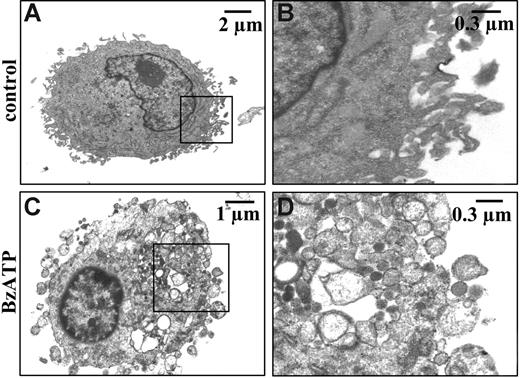 Figure 2. Electron microscopy analysis of BzATP-stimulated DCs. Immature DCs in sucrose solution at a concentration of 106/mL at 37°C were left untreated (A-B) or stimulated with 200 μM BzATP (C-D) for 10 minutes. Cells were then detached from flasks, fixed with glutaraldehyde, and processed for electron microscopy. Morphometric analysis indicated a microvesicle size in the range between 100 nm and 1 μm.