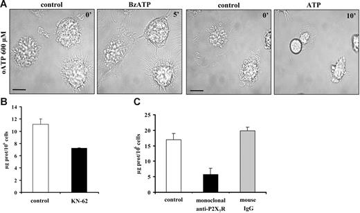 Figure 3. Oxidized ATP, but not KN-62, prevents microvesicle shedding. Immature DCs in standard saline solution were seeded on a glass coverslip at 37°C at a concentration of 105/mL and were preincubated for 2 hours with the covalent P2XR blocker oATP prior to stimulation with 100 μM BzATP or 3 mM ATP (A). Image acquisition and analysis were as in Figure 1. Blocking of P2X7R was also run by supplementing sucrose saline solution with 100 nM KN-62 (B, ▪) or by overnight incubation of DCs with 10 μg/mL of a monoclonal anti-P2X7R (C, ▪). The negative control was run in the presence of irrelevant mouse IgG (⊡). Bar = 10 μm. Data are averages ± SE of 3 experiments performed with cells from 3 different donors.