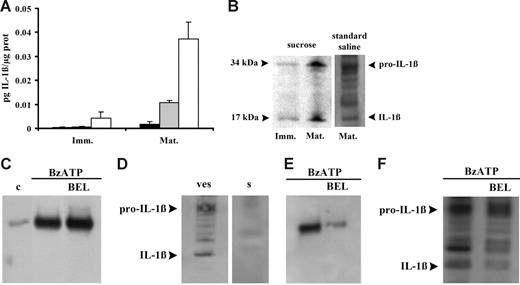 Figure 4. Microvesicles contain both immature and mature IL-1β. In panel A, immature (Imm) and mature (Mat) DCs were seeded in culture flasks at a concentration of 106/mL and treated with 200 μM BzATP at 37°C for 10 minutes in sucrose solution. Interleukin-1β was measured in vesicle-free DC supernatant (▪), intact microvesicles (⊡), and microvesicles lysed by 3 freeze-thawing cycles (□). Data are averages ± SE of 3 experiments from 3 different donors each performed in triplicate. Interleukin-1β content was also assessed by Western blot in microvesicles from immature and mature DCs treated with BzATP in sucrose or in standard saline (B); in panel D, secretion of the cytokine was analyzed in the supernatant (s) of mature DCs treated with BzATP in standard saline; microvesicle content of IL-1β is shown for comparison (ves). Release of cathepsin D from mature DCs has been assessed in supernatants and vesicles (C and E, respectively) in the absence or presence of 20 μM BEL (c indicates control). Panel F shows the effect of BEL on microvesicle IL-1β content. Cells were incubated in the presence of BEL in RPMI 1640 medium for 1 hour at 37°C.