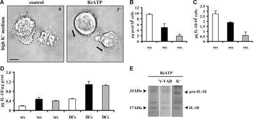 Figure 6. Microvesicle shedding is enhanced in sucrose solution, whereas microvesicle IL-1β loading is facilitated in the presence of high extracellular K+. In panel A, mature DCs were stimulated with 60 μM BzATP in high-K+ medium. In all other experiments, DCs, whether in high-K+ medium, sucrose solution, or standard saline, were stimulated with 200 μM BzATP. Bar = 10 μm. Panel B shows microvesicle protein content (ves) of supernatants from DCs incubated in sucrose solution (□), high-K+ medium (▪), or standard saline (⊡). Panel C shows vesicular IL-1β release/106 cells from DCs incubated in the 3 different incubation media (bars as in panel B). In panel D, DCs were incubated in sucrose, high-K+ solution, or standard saline solution and stimulated with BzATP. Microvesicles were recovered and IL-1β content of microvesicles (ves) and DCs (DCs) was expressed as pg of cytokine/μg of microvesicle protein or pg of cytokine/μg of cellular protein, respectively (bars as in panel B). Data are averages ± SE of 3 experiments performed with cells from 3 different donors. In panel E, DCs were treated with BzATP in standard saline solution after overnight incubation in the presence or the absence of the irreversible caspase-1 inhibitor Y-VAD–CMK (100 μM). Mature DCs from the same donor were also treated with BzATP in high-K+ medium. The purified microvesicles were analyzed by Western blot for the presence of IL-1β. Black arrows in A indicate shed microvesicles.