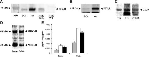 Figure 7. Expression of P2X7R confers to DC-derived microvesicles susceptibility to ATP-dependent lysis and triggers IL-1β release. Immature DCs were stimulated with 200 μM BzATP in sucrose saline solution and the expression of P2X7R (A), P2Y2R (B), and CD39 (C) were analyzed by Western blot both in untreated cells (DCs) and in microvesicles released (ves) after stimulation with 200 μM BzATP. The expression of MHC II (D) was also detected in microvesicles from immature (Imm) and mature (Mat) DCs. HEK-293 transfected with P2X7 cDNA and HEK293 wild type were used as positive and negative controls for P2X7R expression, respectively; human lymphocytes (Lymph) were used as positive control for CD39 expression. Panel E shows IL-1β content of intact microvesicles (⊡), microvesicles lysed by freeze thawing (□), or microvesicles treated with 3 mM ATP at 25°C for 20 minutes (▪). Data are averages ± SE of 3 experiments performed with cells from 3 different donors.