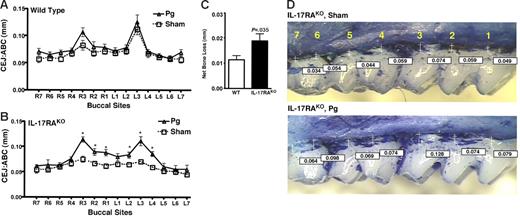 Figure 1. IL-17RAKO mice exhibit enhanced alveolar bone loss in response to P gingivalis infection. (A-B) WT and IL-17RAKO mice (n = 6-8) were infected with Pg or sham-infected. Alveolar bone destruction was assessed after 6 weeks by measuring the distance from the ABC to the CEJ at 14 maxillary buccal sites per mouse (R1-R7 = right jaw; L1-L7 = left jaw). Standard deviations are shown. Data were analyzed by a Mann-Whitney unpaired t test, and statistically significant differences of Pg-infected compared with sham-infected for each buccal site are indicated with an asterisk (P < .05). (C) Net bone loss averaged over all buccal sites for WT and IL-17RAKO mice, with standard deviations. (D) Representative bone loss measurements from IL-17RAKO sham-infected (C) and Pg-infected (D) maxillary jaws that were stained with methylene blue. Images were acquired with a Nikon SMZ 1000 microscope, magnification ×3. Buccal sites (1-7) are indicated in yellow, and specific ABC/CEJ distance measurements are indicated in boxes.