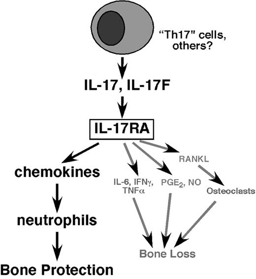 Figure 6. Opposing roles of IL-17 in inflammatory bone loss. While the dominant influence of IL-17 in RA leads to bone destruction (see Moseley et al,1 Gaffen,25 and Lubberts et al28), we find the net effect of IL-17RA–mediated signaling in PD leads to alveolar bone protection. IL-17 is produced primarily by T cells, and triggers a variety of target cells to secrete inflammatory mediators, including chemokines, cytokines, cell-surface receptors, prostaglandin E2, and nitric oxide (NO). While many of these effectors exert bone resorptive effects by mediating enhanced osteoclastogenesis, chemokines and the neutrophils they recruit exert antimicrobial activities that ultimately lead to a bone-protective effect in the context of periodontal infection.