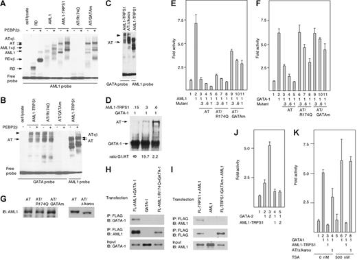 Figure 2. Functional analysis of AML1-TRPS1. (A-B) AML1-TRPS1 and their mutants were subjected to EMSA in the presence (+) or absence (−) of PEBP2β/CBFβ. RD and AT indicate the Runt domain and AML1-TRPS1, respectively. RD and AML1 served as positive controls. The position of the indicated factor or complex with DNA is shown. Mutant constructs of AML1-TRPS1 were generated by PCR-based mutagenesis, using the following primers: AT/R174Q, 5′-gtggatgggccccaagaacctcgaagaca-3′; and AT/GATAm, 5′-ggatatgtaggcaacgcgggtggcctctacc -3′. (C) AML1-TRPS1 seems to form a homodimer through the Ikaros-like ZF domain. The deletion of Ikaros-like ZF (AT/ΔIKAROS) resulted in a decrease in the upper band (arrowhead), which might indicate the homodimer of AML1-TRPS1, and an increase in the lower band (AT, AML1-TRPS1 monomer). The AT/ΔIKAROS mutant was made by PCR-based mutagenesis using 5′-gaagtactcaagatgaactttcaacataatgtgrgcactgtggc-3′ as a primer. (D) A fixed amount of GATA-1 (1 U) and increasing relative amounts (0.15, 0.3 and 0.6 U) of AML1-TRPS1 were subjected to EMSA. Relative amounts of expressed proteins were evaluated by Western blotting. (E-F) Wild-type AML1, GATA-1, AML1-TRPS1, or its mutants were cotransfected with pBXH2-LTR-luc or pRBGP3-MαP reporter at varying relative doses, as indicated, into NIH3T3 cells by the nonliposomal transfection reagent FuGENE6 (Roche Applied Science, Basel, Switzerland). Luciferase activities are expressed as fold changes relative to the control transfected with the backbone expression vector alone. The total input of plasmid DNAs was kept constant (0.6 μg) by supplementing appropriate amounts of the backbone pEF-Bos plasmid so as to avoid potential artifacts due to uneven overall DNA dosages. Error bars indicate standard deviations for 3 independent experiments. (G) Expression levels of AML1-TRPS1 and its mutants were comparable with each other. COS7 cells were transfected with expression plasmids for the indicated genes, and whole-cell extracts were prepared 48 hours after transfection and subjected to Western blotting using rabbit polyclonal anti-AML1 antibody (Active Motif, Carlsbad, CA). (H-I) The Runt domain of AML1 physically interacted with GATA-1 (H), while GATA ZF of TRPS1 interacted with AML1 (I) in immunoprecipitation (IP) assays. COS7 cells were cotransfected with pEF-Bos expression vectors for FLAG-tagged AML1 (FL-AML1), FLAG-tagged AML1 mutant R174Q (FL-AML1/R174Q), and GATA-1, or FLAG-tagged TRPS1 (FL-TRPS1), FLAG-tagged TRPS1 GATA ZF mutant (FL-TRPS1/GATAm), and AML1, as indicated. Cell lysates were immunoprecipitated using anti-FLAG antibody (M2 monoclonal antibody; Sigma). Immunoprecipitates were detected by immunoblotting (IB) using rat monoclonal anti-GATA1 antibody (N6; Santa Cruz Biotechnology, Santa Cruz, CA), rabbit polyclonal anti-AML1 antibody (Active Motif), or anti-FLAG antibody. (J) AML1-TRPS1 inhibits GATA-2–mediated transcription. GATA-2 and AML1-TRPS1 were cotransfected with MαP reporter at the indicated doses, into HL-60 cells. Luciferase activity is expressed as fold changes relative to the control. (K) HDAC inhibitor TSA did not greatly affect the repression mediated by intact AML1-TRPS1, but dramatically relieved that of AT/Δ Ikaros. GATA-1, AML1-TRPS1, or AT/ΔIKAROS were cotransfected into NIH3T3 cells with the MαP reporter at the indicated doses. Cells were treated with TSA (500 nM) for 36 hours from 12 hours after transfection. Luciferase activity is expressed as fold changes relative to the control. The results represent 3 independent experiments.