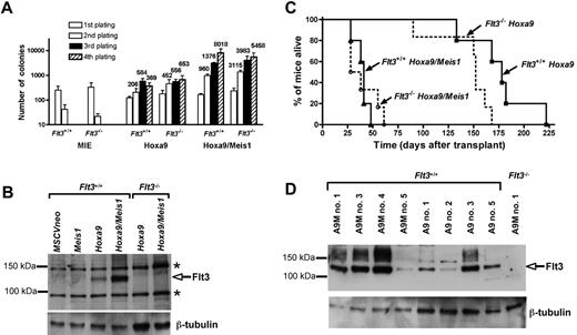 Figure 1. Meis1 transforms myeloid progenitors in synergy with Hoxa9 independently of Flt3 expression. (A) Myeloid clonogenic assay performed on Flt3−/− or Flt3+/+ progenitors infected with the MIE control vector (MSCV-IRES-eGFP), Hoxa9 (MSCV-hoxa9-IRES-eGFP), or Hoxa9/Meis1 (MSCV-Hoxa9-IRES-Meis1). The number of colonies are shown per 103 (primary passage) or 104 seeded cells. Results are the mean ± SEM of 3 independent experiments. The colony assay was performed as previously described.11 (B) Flt3 expression in cell extracts from pooled primary colonies. Flt3+/+ cells infected with MSCVneo, Meis1 (MSCVneo:Meis1), or Hoxa9 (MSCVneo-Hoxa9) were seeded in selective media containing G418, whereas Flt3+/+ cells infected with Hoxa9/Meis1 (MSCV-Hoxa9-IRES-Meis1) or infected Flt3−/− cells were grown without antibiotic. The blot was stained with FLT3 (rabbit polyclonal SC-340; Santa Cruz Biotechnology, Santa Cruz, CA) or β-tubulin (mouse monoclonal; SIGMA, Saint Louis, MO) antibodies. Bands indicated * are nonspecific. (C) Survival curves showing the fraction of Hoxa9/Meis1 Flt3−/− (n = 6), Hoxa9/Meis1 Flt3+/+ (n = 5), Hoxa9 Flt3−/− (n = 6), and Hoxa9 Flt3+/+ (n = 5) mice alive following transplantation. (D) Leukemias induced by Hoxa9 and Hoxa9/Meis1 express variable amounts of Flt3. Western-blot analysis of BM from several Hoxa9/Meis1 (A9M) and Hoxa9 (A9) leukemic mice hybridized with the antibodies directed against FLT3 or β-tubulin. BM from mice A9M#1 engrafted with Hoxa9/Meis1-transduced Flt3−/− cells is shown as a negative control for Flt3 expression.