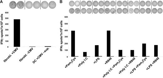 Figure 4. Cross-presentation of viral antigens is impaired upon TLR3 or TLR4 activation. Immature DCs or DCs matured with different TLR ligands were cocultivated for 24 hours with CMV-infected (+CMV and black columns) or uninfected (-CMV and gray columns) irradiated HLA-A2–negative fibroblasts and were subsequently used as stimulators in ELIspot experiments. Autologous HLA-A2–restricted pp65-peptide–specific CTLs were used as effectors. (A) Immature DCs cocultivated with CMV-infected fibroblasts (fibrobl+CMV) take up cellular material and subsequently process and cross-present these antigens on MHC class I molecules, whereas DCs cocultivated with uninfected fibroblasts (fibrobl-CMV) do not. Moreover, direct cocultivation of DCs with supernatant derived from CMV infection of fibroblasts (DC+CMV-sup) did not result in the presentation of viral antigens and subsequent stimulation of CTLs. (B) Cross-presentation of viral antigens on MHC class I molecules is strongly impaired by TLR3- or TLR4-activated DCs. Using combinations of TLR ligands such as Poly I:C/LPS and Pam3Cys/R848 did not further enhance the suppressive effect of the corresponding TLR3 or TLR4 single stimuli, respectively. The data shown are representative of at least 3 independent experiments.