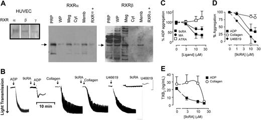 Figure 1. Human platelets express functional retinoid X receptors. (A) Western blot analysis showing positive controls for RXR isoforms (\#945;, \#946;, and \#947;) in HUVECs, and the expression of RXR\#945; and RXR\#946; in human platelet-rich plasma (PRP), washed platelets (WPs), megakaryoblast cell line Meg-01 (Meg), and the cytosol (Cyt) and membrane (Memb) fractions of PRP. In addition, a positive control peptide for RXR\#945; (RXR\#945;+) was also included. (B) Typical aggregometer traces showing the changes in light transmittance seen as platelets aggregate (in sequence from left to right) to ADP (4 \#956;M; left panel), 9cRA (10\#956;M) given 3 minutes prior to ADP; to collagen (1 \#956;M), 9cRA (10 \#956;M) given 3 minutes prior to collagen; and to the TXA2 mimetic U46619 (1 \#956;M) and 9cRA (10\#956;M) given 3 minutes prior to U46619. (C) RXR ligands 9cRA (\#9632;), and methoprene acid (MA; \#9679;), but not the retinoic acid receptor ligand all-trans retinoic acid (ATRA; \#9633;) inhibit ADP-induced platelet aggregation. Figure represents the mean ± SEM changes in percent of ADP aggregation. (D) 9cRA (1-20 \#956;M; 3-minute pretreatment) inhibits ADP-induced (2 or 4 \#956;M; \#9632;) and U46619-induced (1 \#956;M; \#9830;), but not collagen-induced (1 \#956;M; \#9675;) platelet aggregation in a concentration-dependent manner. Figure represents the mean ± SEM changes in agonist-induced aggregation (titrated to approximately 85% of maximum). (E) 9cRA (1-20 \#956;M; 3-minute pretreatment) more potently inhibits ADP-induced (2 or 4 \#956;M; \#9632;) and collagen-induced (1 \#956;M; \#9675;) platelet TXA2 secretion. Released TXA2 was measured in PRP at the end of aggregation assays (15 minutes) by using an assay for its stable metabolite, TXB2. Figure represents the mean ± SEM TXA2 release. Data represents result from at least 4 separate donors.