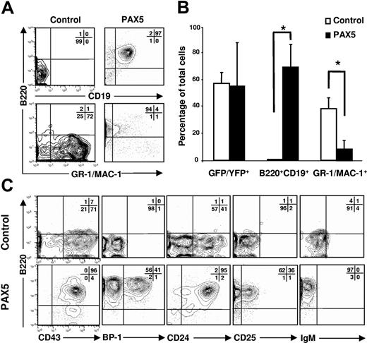 Figure 1. PAX5 promotes development of B220+CD19+ pro-B cells in vitro. LSK cells transduced with either control or PAX5-containing vector were cultured in SFM supplemented with SCF, FL, and IL-7 for 14 days. (A) Expression of B220, CD19, and GR-1/MAC-1 on cells already gated as YFP/GFP+. Representative profiles from 3 independent experiments. (B) Mean percentages (SD) of transduced cells expressing YFP/GFP, B220, CD19, and GR-1/MAC-1 from 3 independent experiments. *P < .05. (C) Typical coexpression profiles of B220 together with CD43, BP-1, CD24, CD25, and IgM on cells produced in control (top panels) and PAX5 (bottom panels) transduced cultures. Representative profiles from 3 independent experiments.