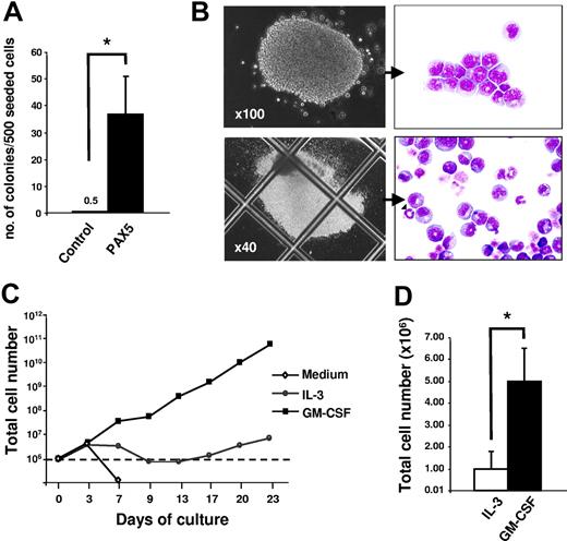 Figure 4. Biphenotypic B220+GR-1/MAC-1+ cells sustain CFU-GM progenitors at high frequencies and require cytokines for sustained proliferation. (A) At 24 days after transduction, GFP+GR-1/MAC-1+ cells from control-transduced cultures and GFP(PAX5)+B220+GR-1/MAC-1+ from PAX5-transduced cultures were purified by FACS and plated into MethoCult as described in “Materials and methods.” Colony numbers were counted at day 14. Data are mean (SD) values from 3 control and 2 PAX5 experiments with 3 to 5 replicates in each experiment. *P < .05. (B) Appearance of typical myeloid colonies (CFU-GMs) generated in methylcellulose from GFP(PAX5)+B220+GR-1/MAC-1+ cells, with corresponding May-Grünwald and Giemsa morphology of myeloid cells in colonies. (C) At 24 days after transduction, 1 × 106 cells (stapled line) from PAX5-transduced culture were washed and seeded in medium alone or in medium supplemented with either GM-CSF or IL-3. Thereafter, cellular expansion was evaluated at different time points as indicated. One of 2 experiments with similar results is shown. (D) GFP(PAX5)+B220+GR-1/MAC-1+ cells from 24 days of culture were sorted by FACS and 1 × 104 GFP(PAX5)+B220+GR-1/MAC-1+ cells were seeded in SCM supplemented with either IL-3 or GM-CSF. Total number of cells was assessed 2 weeks later. Mean (SD) values of 3 experiments. *P < .05.