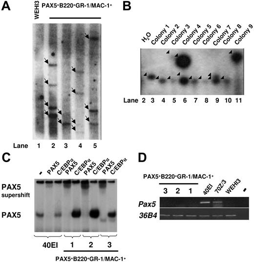Figure 5. Biphenotypic B220+GR-1/MAC-1+ cells generated from PAX5-transduced LSK cells represent an oligoclonal population with multiple viral integration sites and high expression of functional human PAX5. (A) Southern blot autoradiogram of 10μg HindIII-digested gDNA from PAX5-transduced cells from 4 different experiments 108 (lane 2), 96 (lane 3), 154 (lane 4), and 106 (lane 5) days after transduction. Lane 1 served as a negative control and contains DNA prepared from the WEHI3 cell line. Samples were hybridized with a probe specific for the retroviral vector. Arrows indicate major integration sites. As indicated by the black line, the gel has been cut to show results from 4 of 5 independently generated PAX5-transduced cultures. One experiment did not give satisfactory resolution and is therefore not shown. Consecutive lane numbers of the original gel are indicated below the panel. (B) Southern blots of LM-PCR products from 9 single CFU-GM colonies generated from FACS-purified GFP(PAX5)+B220+GR-1/MAC-1+ cells 55 days after transduction. The gel has been cut on the right side to delete a control bulk-transduced culture sample due to too high signal at this exposure and on the left side to remove results from another experiment. Consecutive lane numbers for the experiment on the original gel are indicated below the panel. Arrowheads indicate generated PCR products. (C) Autoradiogram of EMSAs using a 32P-labeled PAX5-binding site from the mouse CD19 promoter and nuclear extracts from either a mouse pre-B cell line (40EI) or from the PAX5-transduced myeloid cell cultures established (Exp nos. 1-3). The generated protein DNA complexes were further analyzed by either addition of anti-PAX5 or anti-C/EBPα antibodies as indicated, with the latter used as a negative control. Free probe is not shown. (D) Expression of mouse Pax5. Ethidium bromide-stained agarose gels with PCR products obtained by RT-PCR analysis of biphenotypic B220+GR-1/MAC-1+ cells generated in 3 independent experiments (Exp nos. 1-3) through PAX5 transduction of LSK cells, 2 pre-B cell lines (40EI, 70Z/3) and the myelomonocytic WEHI3 cell line. Water controls were always negative.