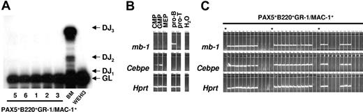 Figure 7. GFP(PAX5)+B220+GR-1/MAC-1+ cells coexpress lymphoid and myeloid programs at the single-cell level. (A) Polyclonal IgH chain D to J (DJ) recombination was detected in BM cells but not in the GFP(PAX5)+B220+GR-1/MAC-1+ cell populations from experiments 1, 2, 3, 5, and 6 analyzed by PCR. The analysis used a set of 3 primers designed to amplify either the germline (GL) gene or any recombination event between D regions and J1-J3. (B) Expression of mb-1, Cebpe, and Hprt in cells from populations (sorted by FACS) of common myeloid progenitors (CMPs), granulocyte-macrophage progenitors (GMPs), megakaryocyte-erythrocyte progenitors (MEPs), as well as, pro-B and DP T-cell progenitors (pro-T). (C) Co-expression of mb-1 and Cebpe in single GFP(PAX5)+B220+GR-1/MAC-1+ cells, as evaluated by multiplex single-cell RT-PCR.19 Asterisk indicates water control.