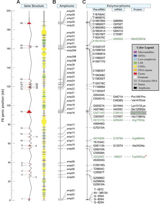 Figure 1. Genomic structure and common polymorphisms of the human F8. (A) The hg17 sequence used as a reference for F8 spans approximately 286 kb and contains the approximately 186-kb structural locus and 50 kb of contiguous genomic-DNA flanking its 5′ and 3′ ends. F8 consists of 26 exons (red triangles) and 25 introns (black lines). The approximately 1.2 kb of promoter and approximately 0.3 kb of 3′ genomic segments scanned for polymorphisms are indicated. The numerous repetitive elements (RepeatMasker) are indicated by different-colored triangles. (B) The 41 amplicons (amp) generated for variation detection and genotyping are indicated by open boxes. (C) The 47 variants are designated by their M- and m-alleles and position in the F8 TU with respect to its major start site, which is indicated as nt 1 and corresponds to base 465469 in the reverse compliment of NG_005114. Promoter SNPs are located upstream of nt −1, which corresponds to base 465468 in the reverse compliment of NG_005114. The 17 exonic SNPs, which include 11 in coding sequence, are also designated by their nt and amino acid position in the polyadenylated mRNA and mature circulating FVIII protein, respectively. Finally, the 4 ns-SNPs and Trp255Cys, which encode the amino acid substitutions indicated, are shown in green. 53206G>T is denoted by a red asterisk, as it represents a known missense mutation encoding Trp255Cys, which was found originally in a male Chinese patient with mild hemophilia A. In the present study, the minor T-allele (Cys255) was found in an asymptomatic heterozygous SEA female.