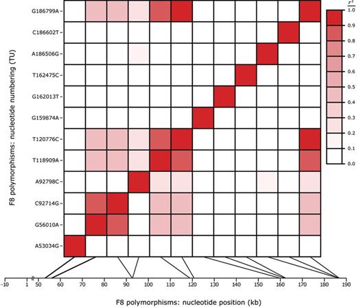 Figure 2. Pattern and degree of LD across F8. Allelic associations among the 12 functional region F8 polymorphisms variable in at least white VDG subjects were estimated pairwise, based on allele frequencies in the GAIT founders, by calculating both D′ and r2. While only r2 values are displayed here, similar estimates of LD were obtained using D′. The color legend semiquantitatively illustrates r2; white indicates linkage equilibrium (r2 = 0), and red indicates complete LD (r2 = 1). In order to reveal the genic location of each variation with respect to both its position in the transcription unit (y-axis) and physical spacing along the gene, based on hg17 (x-axis), the graph is plotted symmetrically such that the information in analogous positions above and below the diagonal pairwise line-of-identity are identical.