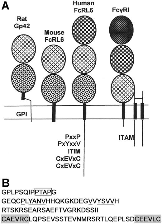 Figure 1. Structural features of human and mouse FcRL6. (A) Human FcRL6 is a 434–amino acid, type I transmembrane protein of the immunoglobulin superfamily. It contains a leader peptide, encoded by 2 exons, followed by 3 immunoglobulin domains. The protein also contains a cytoplasmic domain with a number of putative signaling motifs. The orthologous gene in mice encodes a type I transmembrane protein highly homologous to the rat protein Gp42. It contains only 2 immunoglobulin domains and lacks a cytoplasmic tail. Patterns within the ovals indicate the sequence homology within the immunoglobulin domains of FcRL6, Gp42, and FcγRI. FcγRI signals through a homodimer of the gamma chain of Fc receptors, which contains a cytoplasmic ITAM. The cDNA and protein sequences for human and mouse FcRL6 are published under GenBank accession numbers AY513661 and EF032497, respectively. (B) The cytoplasmic tail of FcRL6 encodes a series of putative signaling motifs. Most proximal to the membrane is a proline-rich sequence containing a potential SH3-binding PxxP motif (box) followed by 2 YxxV motifs, the second of which is a canonical ITIM (underlined). The last exon encodes a novel cysteine-rich domain containing 2 CxEVxC motifs (shaded) along with several acidic residues that may cooperate for metal binding.
