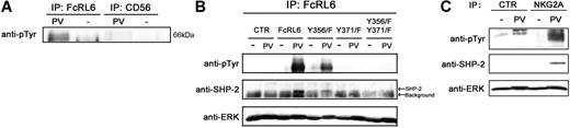 Figure 4. Recruitment of SHP-2 by FcRL6 is dependent on tyrosine 371. (A) IP/Western analysis of pervanadate-treated primary NK cells shows phosphotyrosines in samples immunoprecipitated with anti-FcRL6 antibody, but not anti-CD56 control. (B) Phosphotyrosine-specific antibodies detected a strong 66-kDa band in immunoprecipitates from pervanadate-treated (PV), but not untreated (UT), NK92 cells stably expressing wild-type FcRL6. In addition, SHP-2 is recruited by FcRL6 in pervanadate-treated cells. Mutation of tyrosine 371, but not tyrosine 356, to phenylalanine leads to an abrogation of FcRL6 phosphorylation and a failure to recruit SHP-2. ERK immunoblot is shown as loading control. This result has been repeated twice. (C) Recruitment of SHP-2 by phosphorylated NKG2A in pervanadate-treated NK92 cells is shown as positive control. NKG2A recruits more SHP-2 than FcRL6, suggesting low stoichiometry of interaction between FcRL6 and SHP-2. Samples immunoprecipitated from untreated or pervanadate-treated NK92 cells with anti-NKG2A or a control antibody were immunoblotted with phosphotyrosine- and SHP-2–specific antibodies. ERK immunoblot is shown as loading control.