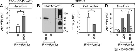 Figure 2. IFN-γ activates STAT-1 in TECs and induces caspase-mediated programmed cell death. (A) Freshly isolated CD45−I-Ab int+high adult TECs (Figure S1) were cultured without (□) or with rmIFN-γ (⊡) at the indicated concentration (U/mL). Apoptotic TECs (ie, Ann-V+PI−) were quantified after 72 hours of culture. A total of 4 experiments were performed. Bars depict mean ± SD; *P < .05. (B) TEC1-2 cells37 were cultured for 72 hours with rmIFN-γ and Tyr701 phosphorylated STAT-1 was detected by immunoblot analysis (∼92 kDa). (C-D) TEC1-2 were cultured with rmIFN-γ as indicated without or with (▨) the pan-caspase inhibitor Q-VD-OPh. Total cell numbers and apoptotic TEC1-2 were calculated from pooled data from 4 experiments. Bars depict mean ± SD; *P < .05.